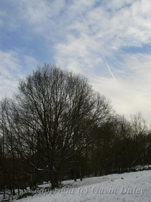 Blue sky, Winter, Hampstead Heath P1070455.JPG